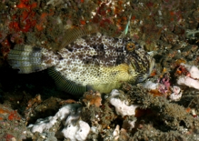 Bali 2016 - Stapweed filefish - Poisson lime des algues - Pseudomonacanthus macrurus - IMG_6122_rc